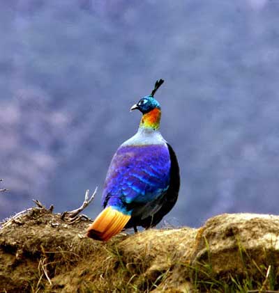 Cottage Dafey in Darjeeling Ecotourism Complex Chota Mangwa