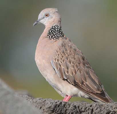 Cottage Dhukkur in Darjeeling Ecotourism Complex Chota Mangwa