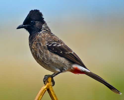Cottage Jureli in Darjeeling Ecotourism Complex Chota Mangwa