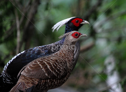Cottage Kalij in Darjeeling Ecotourism Complex Chota Mangwa