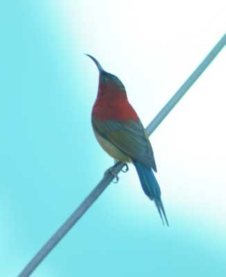 Cottage Lachay in Darjeeling Ecotourism Complex Chota Mangwa