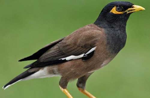 Cottage Maina in Darjeeling Ecotourism Complex Chota Mangwa