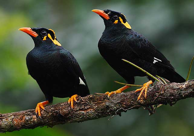 Cottage Ruppi in Darjeeling Ecotourism Complex Chota Mangwa