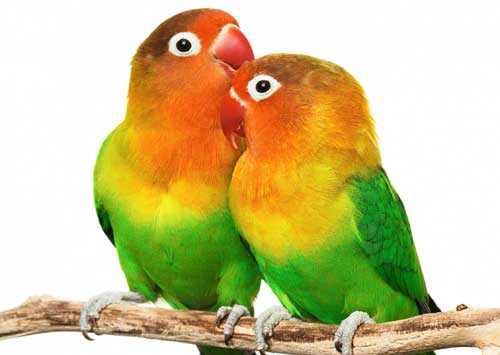 Cottage Suga in Darjeeling Ecotourism Complex Chota Mangwa